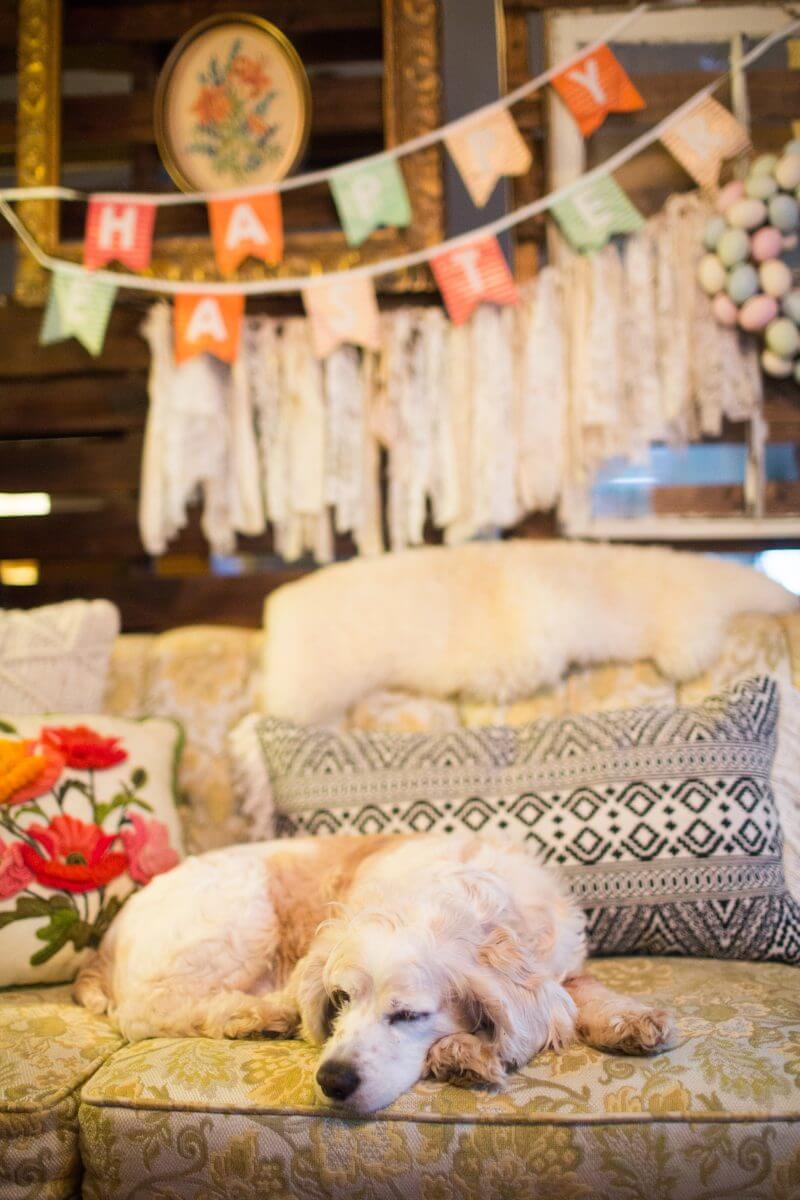 Cocker Spaniel sleeps on vintage couch before Easter Session clients arrive